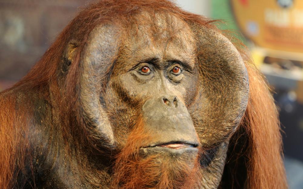 Photo d'un orang hutan dans son habitat naturel